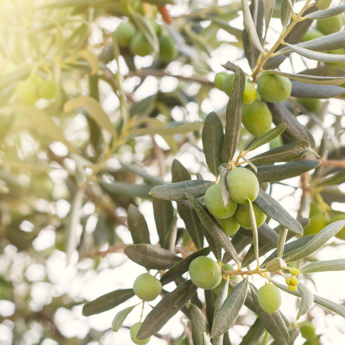 Grüner Olivenbaum mit reifenden Oliven als Ursprung für hochwertiges Olivenöl in Naturseifen.